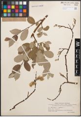 Foto von Salix caprea L. x Salix lapponum L.